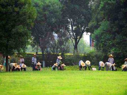 廠區(qū)綠化養(yǎng)護